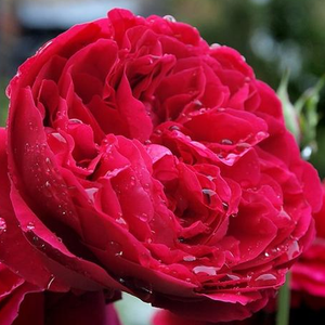 Crvena - Ruža - Leonard Dudley Braithwaite - Narudžba ruža
